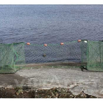 Kadiska tiivavõrk1.jpg